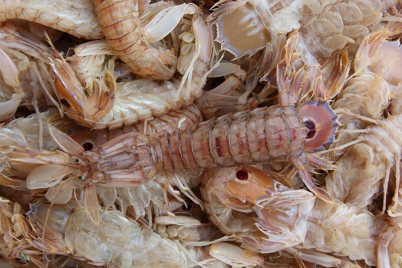 龍魚哪里買便宜【買龍魚幼苗龍魚幼苗龍魚價格差異一般來說】 龍魚哪里買便宜【買龍魚幼苗龍魚幼苗龍魚價格差異一般來說】 水族問答 第2張