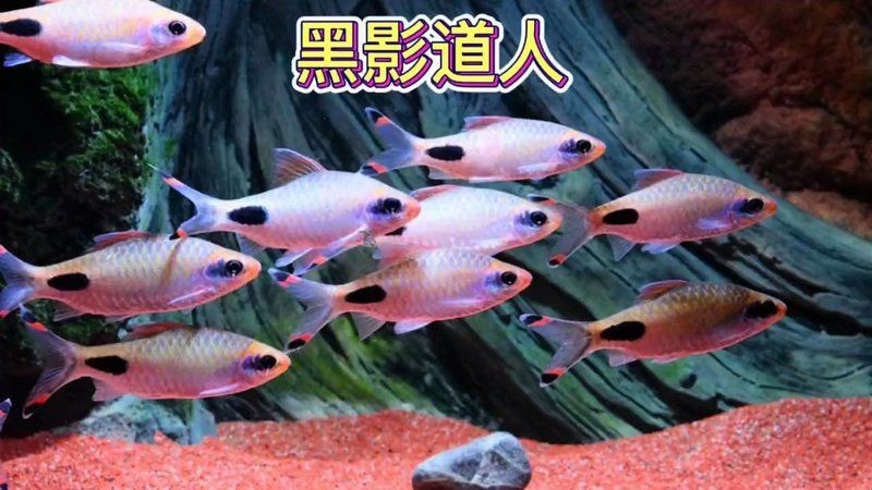 紅線黑影道人區別【《紅線與黑影道人設定為能抗衡天道的特殊存在4象氣質】 紅線黑影道人區別【《紅線與黑影道人設定為能抗衡天道的特殊存在4象氣質】 龍魚論壇 第6張