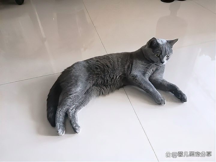 龍魚和貓共養有哪些成功案例？【龍魚和貓共養有哪些風險】
