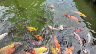 鯉魚視頻【《鯉魚視頻》：鯉魚視頻】