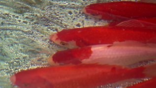 鯉魚視頻【《鯉魚視頻》：鯉魚視頻】