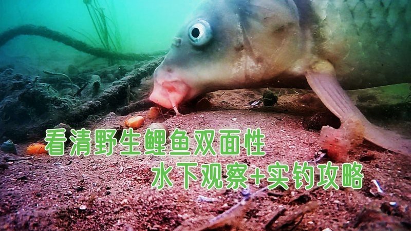 鯉魚視頻【《鯉魚視頻》：鯉魚視頻】
