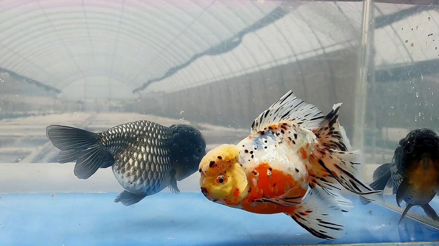 金魚常見疾病預防【如何預防金魚疾病】 金魚常見疾病預防【如何預防金魚疾病】 龍魚百科 第1張