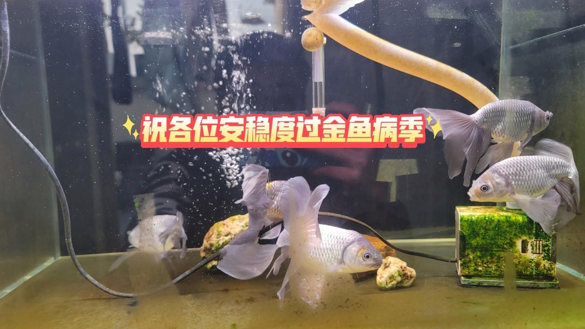 金魚常見疾病預防【如何預防金魚疾病】 金魚常見疾病預防【如何預防金魚疾病】 龍魚百科 第2張