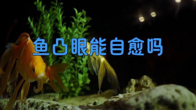雷龍魚眼睛外凸能自愈嗎？【雷龍魚眼睛外凸是否能自愈】
