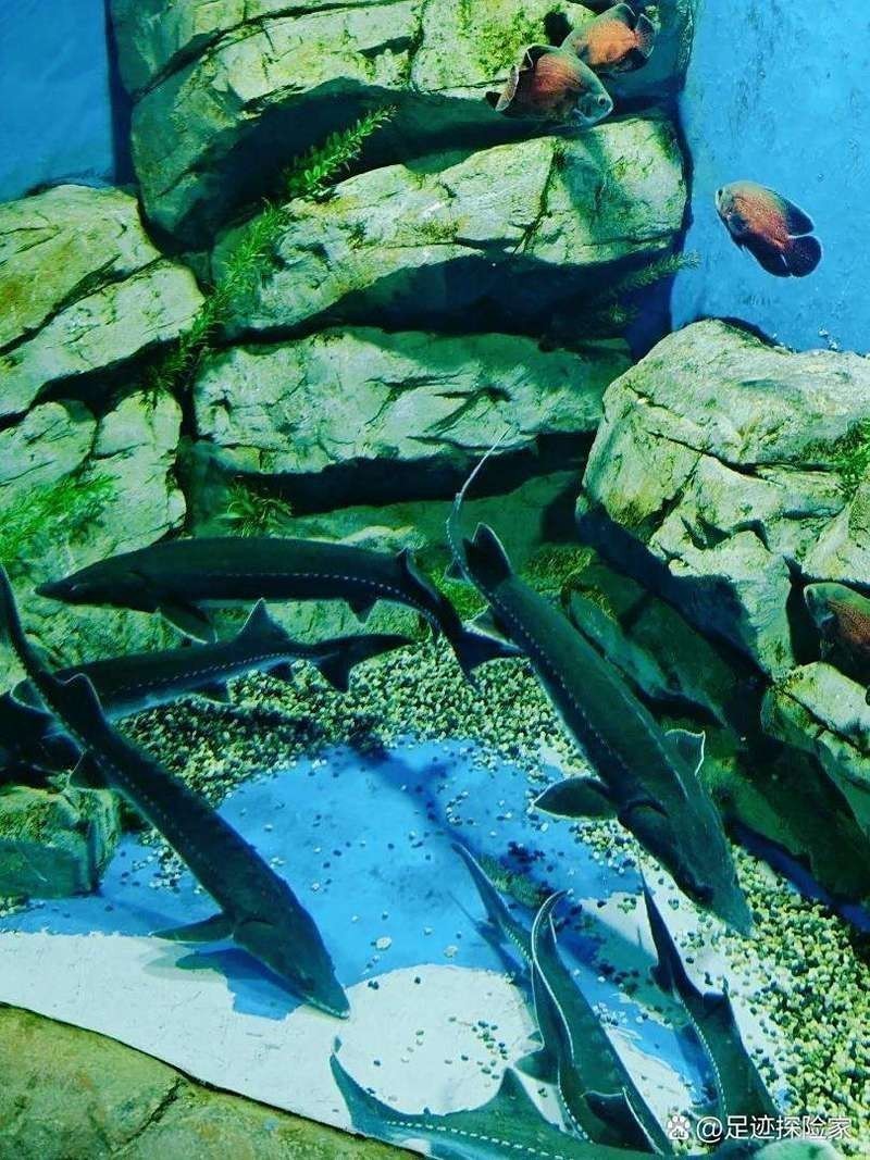 鄂州水族店【鄂州水族店哪家好】