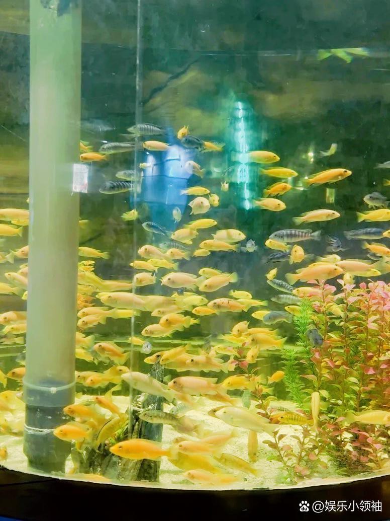 鄂州水族店【鄂州水族店哪家好】