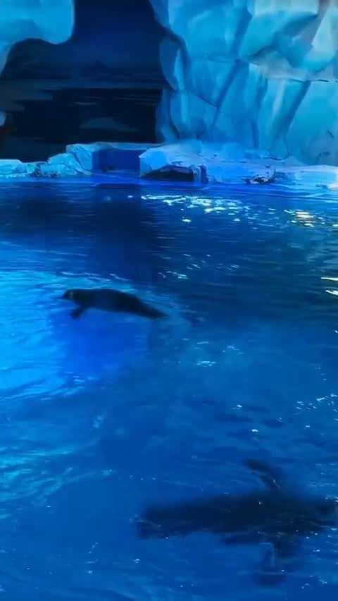 鄂州水族店【鄂州水族店哪家好】 全國水族館企業名錄 第6張 鄂州水族店【鄂州水族店哪家好】 鄂州水族店【鄂州水族店哪家好】 全國水族館企業名錄 第6張
