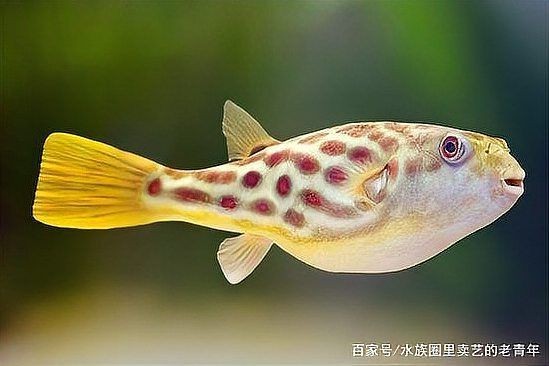 狗頭魚怎么養【如何挑選健康的狗頭魚】 龍魚論壇 第10張 狗頭魚怎么養【如何挑選健康的狗頭魚】 狗頭魚怎么養【如何挑選健康的狗頭魚】 龍魚論壇 第10張