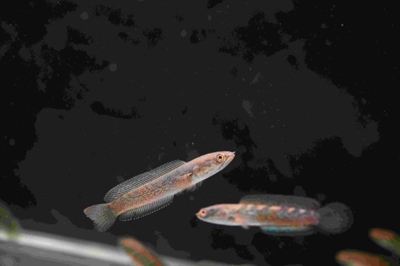 鬼王雷龍魚的市場價格是多少？【鬼王雷龍魚市場價格】