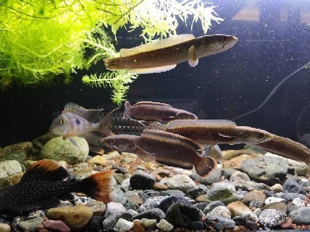 鬼王雷龍魚的市場價格是多少？【鬼王雷龍魚市場價格】