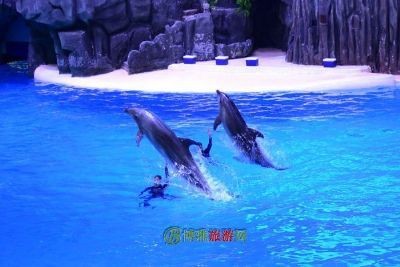 石家莊水族店【《石家莊水族店：水族愛好者的奇妙天地》】