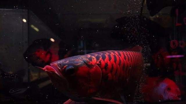 如何判斷龍魚立鱗是否感染？【如何判斷龍魚是否生病】