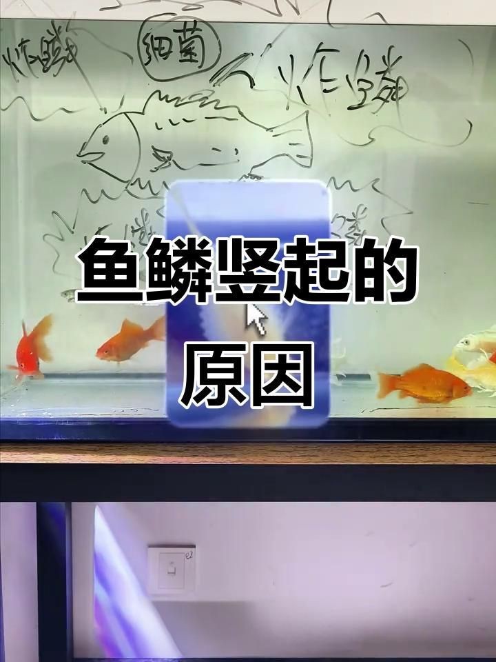 如何判斷金魚炸鱗是否細(xì)菌感染？【判斷金魚炸鱗是否由細(xì)菌感染，可從多方面觀察，首先看癥狀表現(xiàn)】