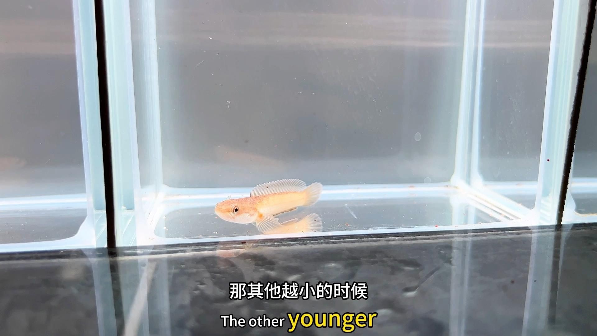 小型龍魚【《小型龍魚：獨特魅力的水中精靈》】