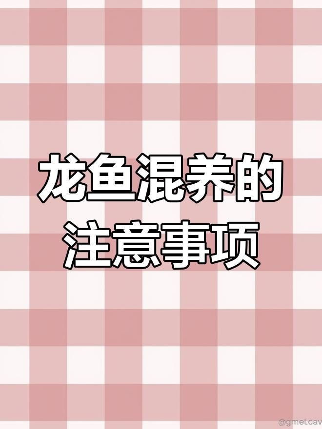龍魚混養有哪些注意事項？【龍魚混養四種最佳選擇】