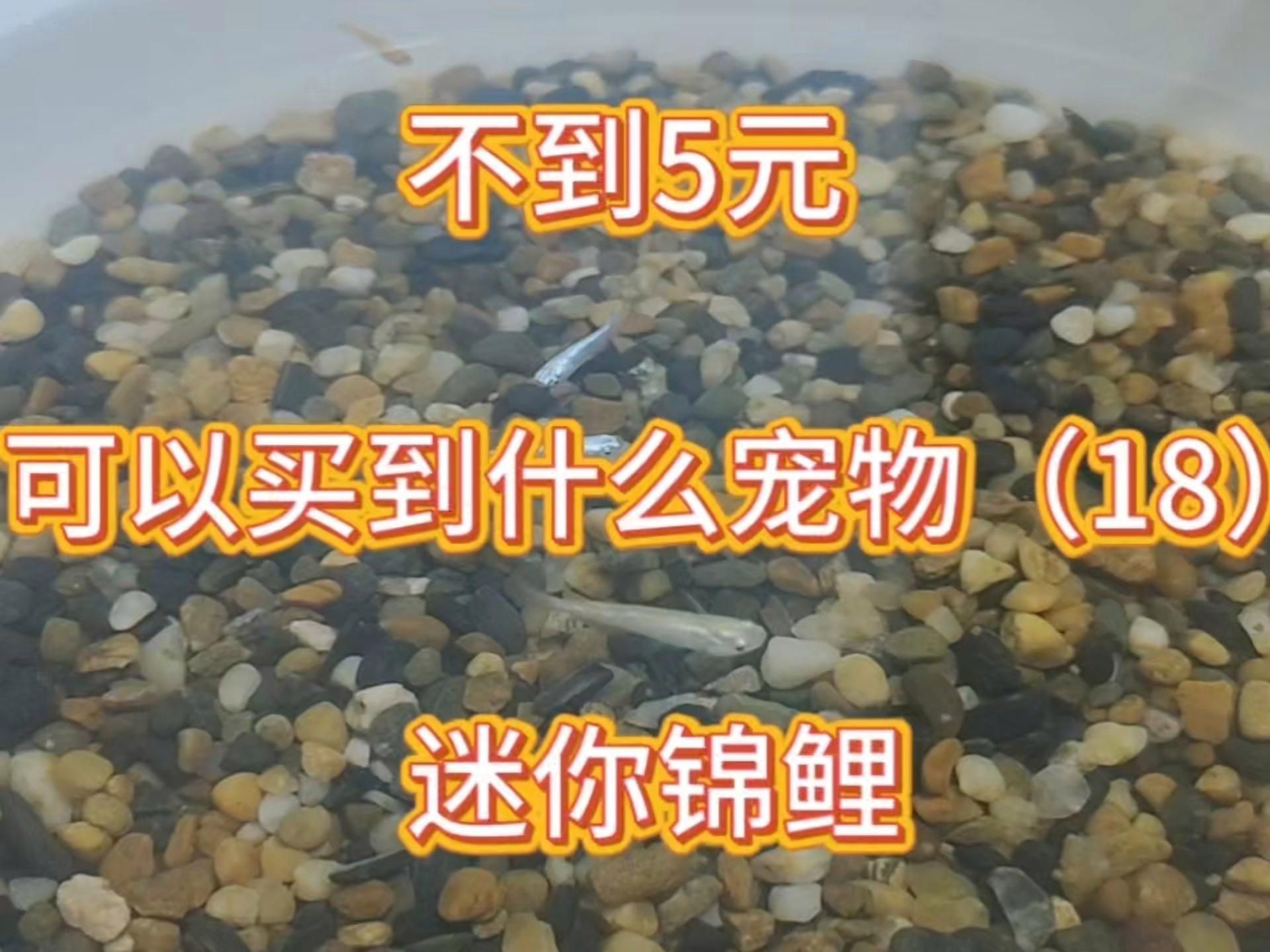 迷你小型觀賞魚【《迷你小型觀賞魚：水中的精靈》**，迷你小型觀賞魚盤點】