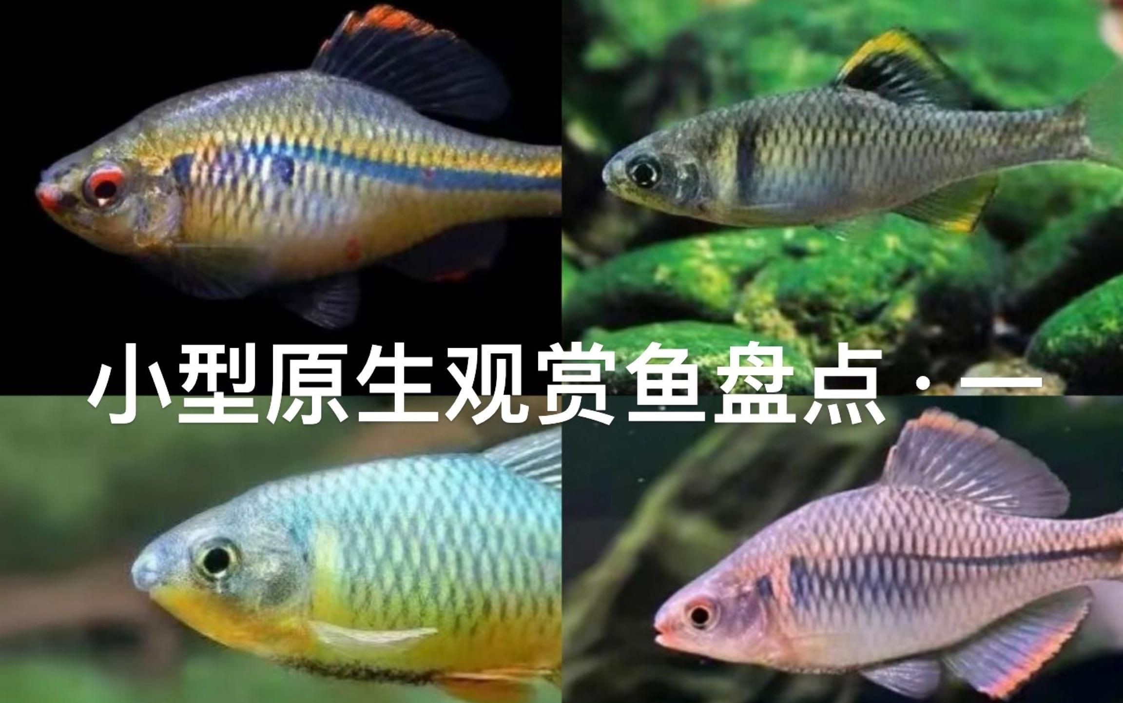 迷你小型觀賞魚【《迷你小型觀賞魚：水中的精靈》**，迷你小型觀賞魚盤點】