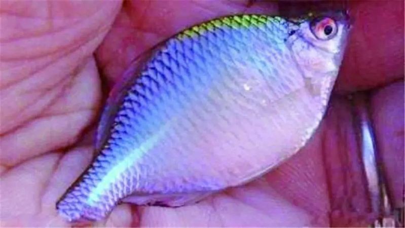 迷你小型觀賞魚【《迷你小型觀賞魚：水中的精靈》**，迷你小型觀賞魚盤點】