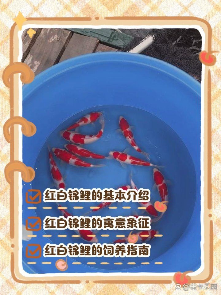 紅白錦鯉的寓意象征【《紅白錦鯉的寓意象征》**，紅白錦鯉的寓意】