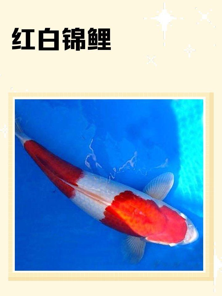 紅白錦鯉的寓意象征【《紅白錦鯉的寓意象征》**，紅白錦鯉的寓意】