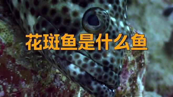 花斑魚哪個好【《花斑魚哪個好》】