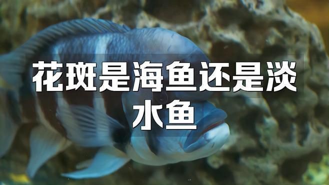 花斑魚哪個好【《花斑魚哪個好》】