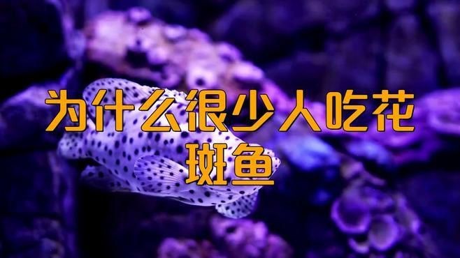 花斑魚哪個好【《花斑魚哪個好》】