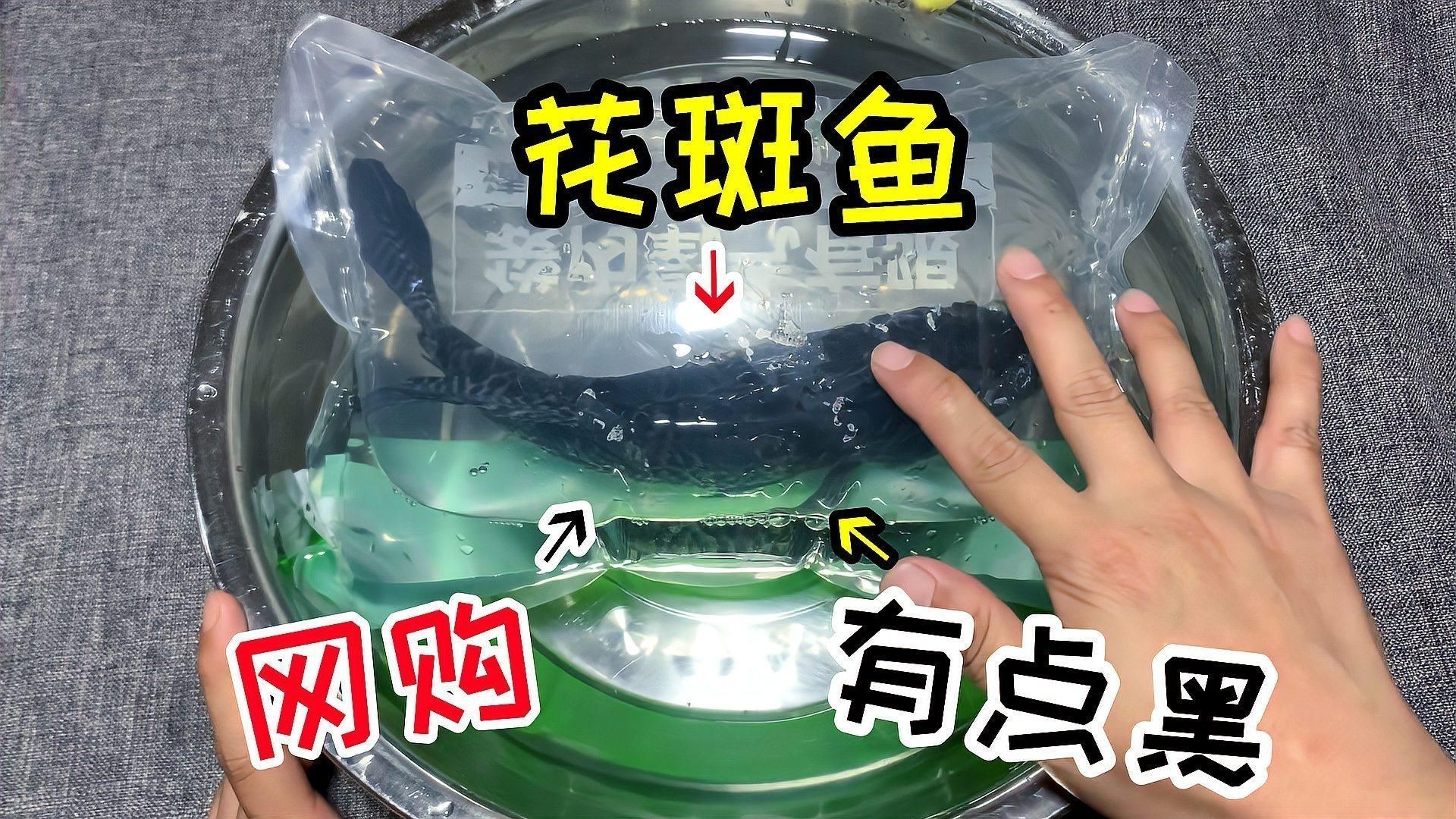 花斑魚哪個好【《花斑魚哪個好》】