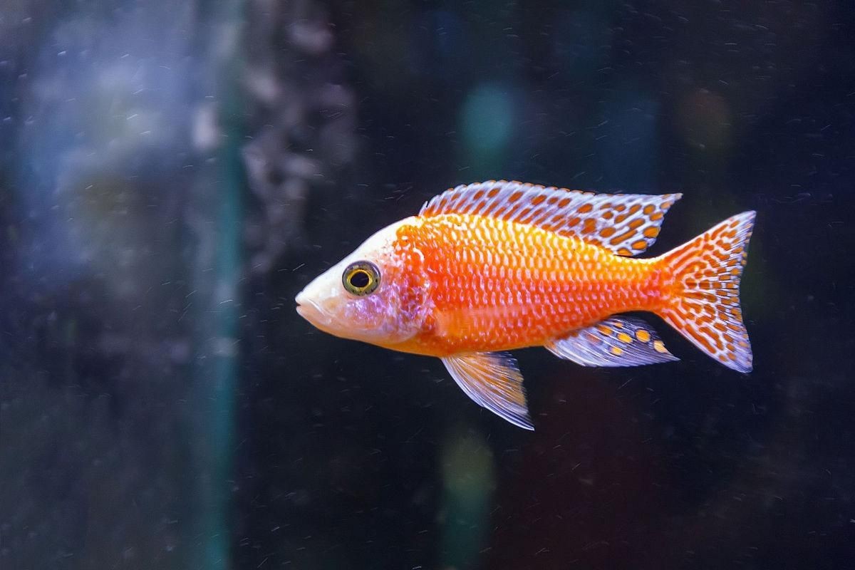 紅箭魚白毛病圖片【紅箭魚白毛病怎么辦】