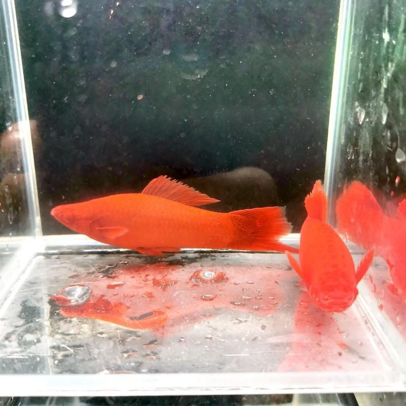 紅箭魚白毛病圖片【紅箭魚白毛病怎么辦】