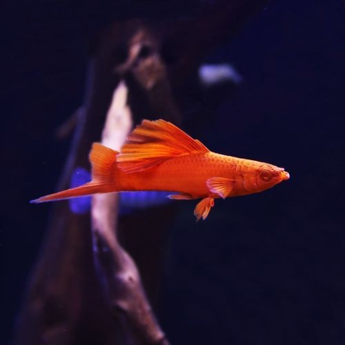 紅箭魚白毛病圖片【紅箭魚白毛病怎么辦】