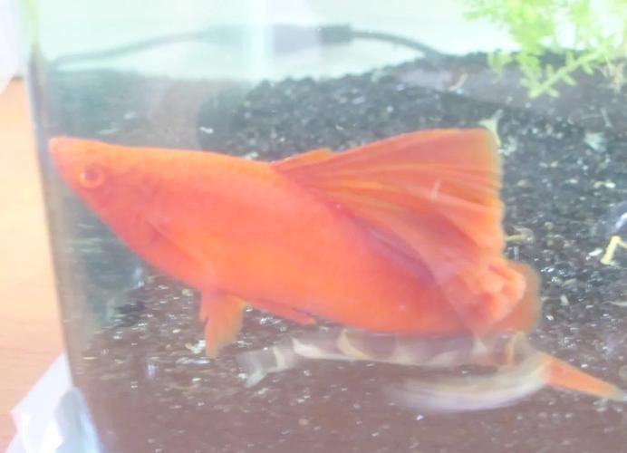 紅箭魚白毛病圖片【紅箭魚白毛病怎么辦】