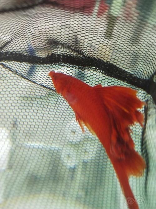 紅箭魚白毛病圖片【紅箭魚白毛病怎么辦】