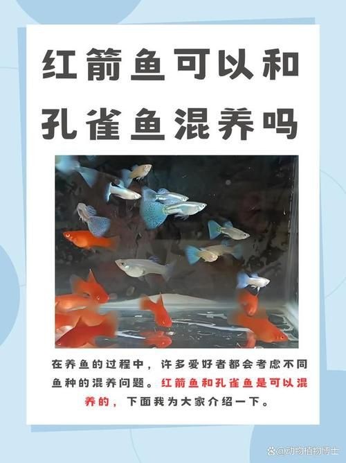 紅箭魚白毛病圖片【紅箭魚白毛病怎么辦】