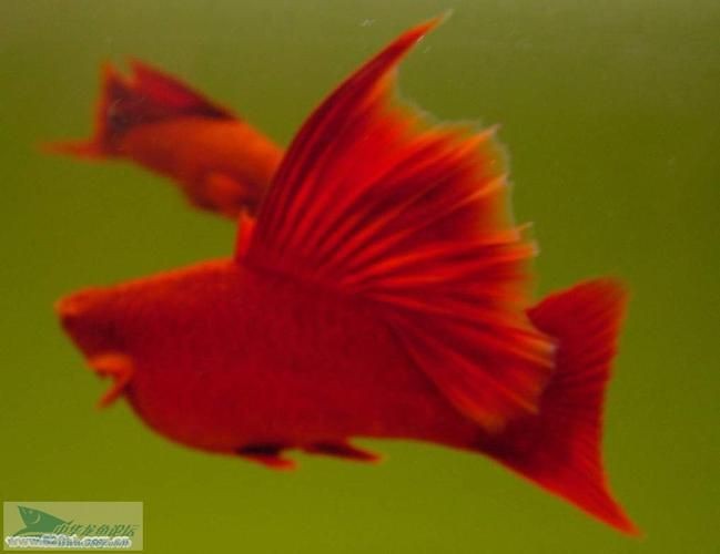 紅箭魚白毛病圖片【紅箭魚白毛病怎么辦】