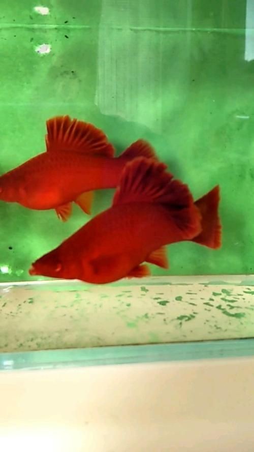 紅箭魚白毛病圖片【紅箭魚白毛病怎么辦】