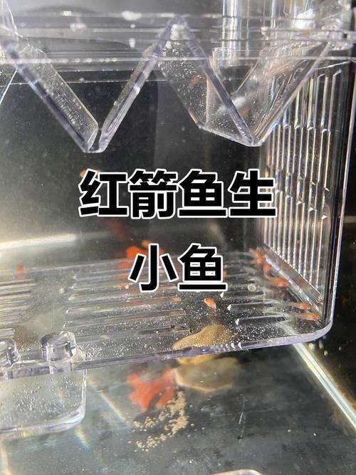 紅箭魚白毛病圖片【紅箭魚白毛病怎么辦】