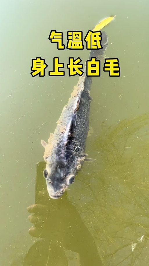 紅箭魚白毛病圖片【紅箭魚白毛病怎么辦】