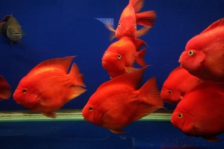 紅箭魚白毛病圖片【紅箭魚白毛病怎么辦】