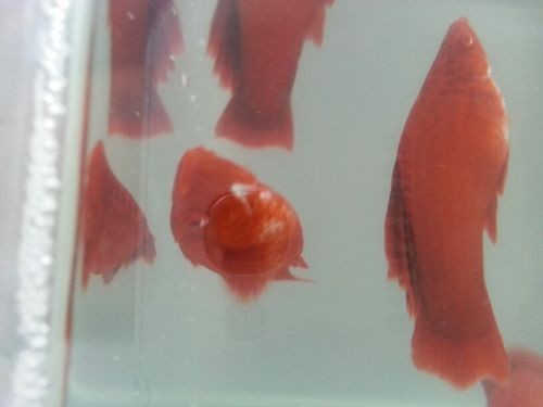 紅箭魚白毛病圖片【紅箭魚白毛病怎么辦】