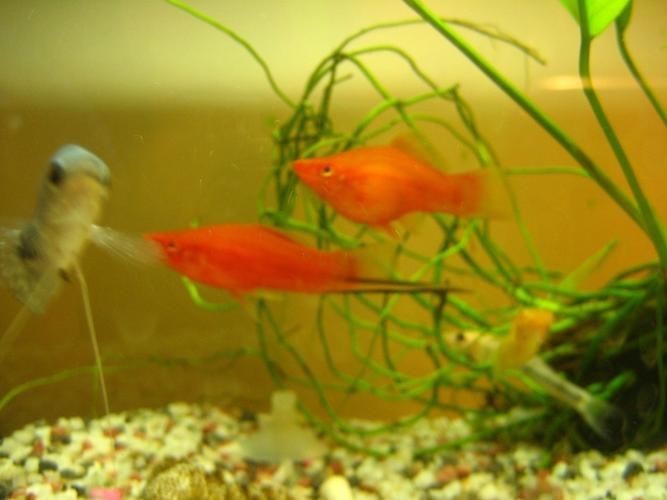 紅箭魚白毛病圖片【紅箭魚白毛病怎么辦】