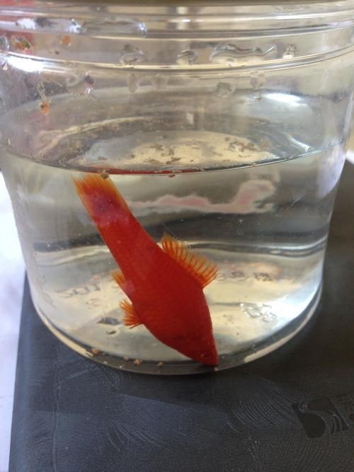 紅箭魚白毛病圖片【紅箭魚白毛病怎么辦】