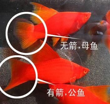 紅箭魚白毛病圖片【紅箭魚白毛病怎么辦】