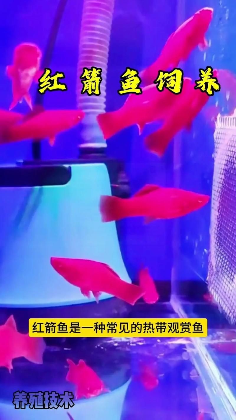 紅箭魚白毛病圖片【紅箭魚白毛病怎么辦】