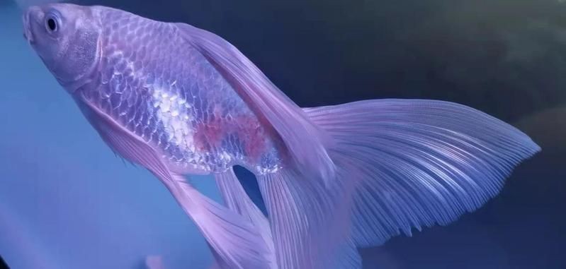 紅箭魚白毛病圖片【紅箭魚白毛病怎么辦】