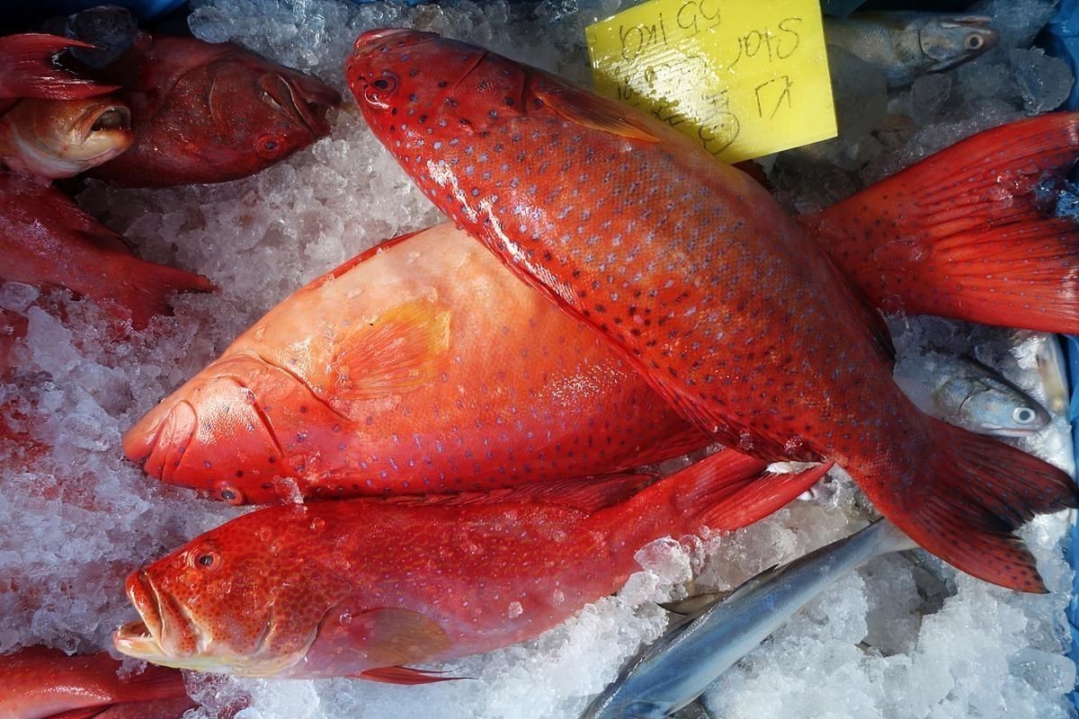 紅箭魚白毛病圖片【紅箭魚白毛病怎么辦】
