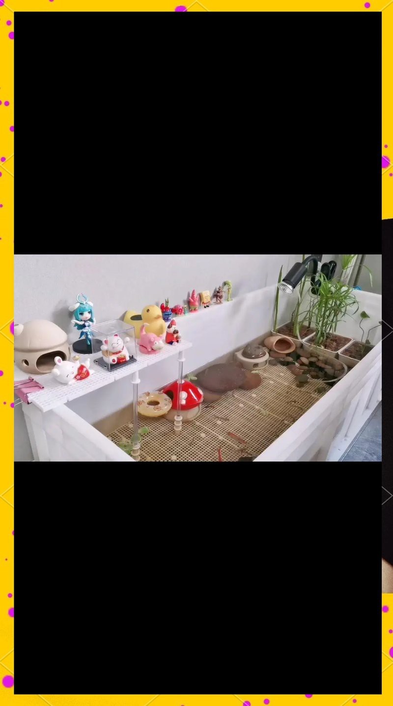 龍龜放魚缸需要多久清洗一次？【龍龜放魚缸有哪些講究,如何判斷魚缸是否需要清洗？】
