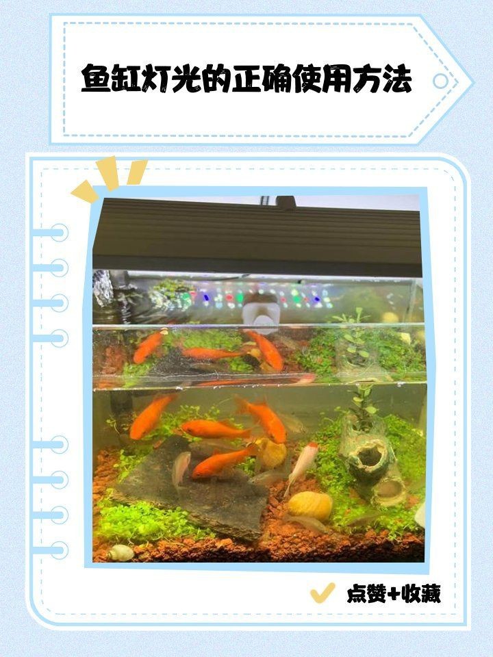 可麗愛魚缸燈設(shè)置教程【《可麗愛魚缸燈設(shè)置教程》*】