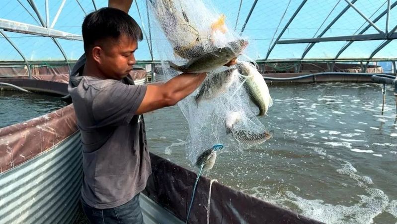 杭錦旗龍魚店【《杭錦旗龍魚店：水族世界的奇妙角落》】